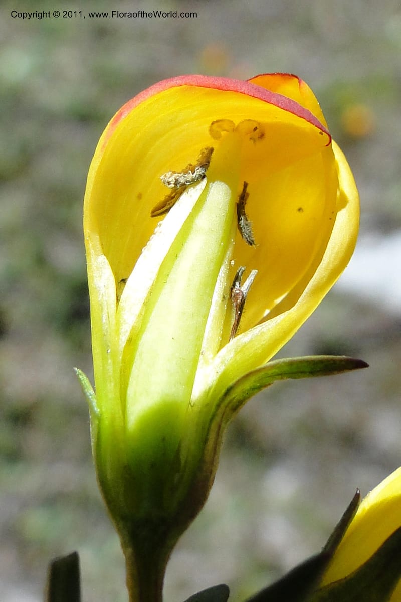 Gentianella hirculus, Ulloa 2116--Ecuador. Azuay. P. N. Cajas. 8 Jun 2011. 072 (14).jpg