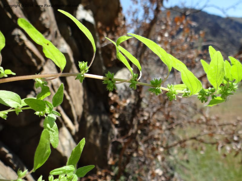 Parietaria pensylvanica, Davidson, C 12143--Oregon. Wallowa Co. Imnaha River. 7 May 2013. DSC03887 (256).JPG