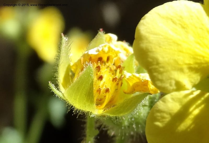 Drymocallis pseudorupestris, Davidson, C 12863--ID. Idaho Co. Seven Devils Mtns. 20 Jul 2015. DSC07745 (49).JPG
