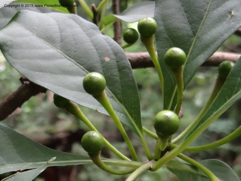 Lindera chienii, Davidson, C 11955--China. Zhejiang Priv. Tian Mu Shan. 31 May 2012. DSC00927 (166).JPG