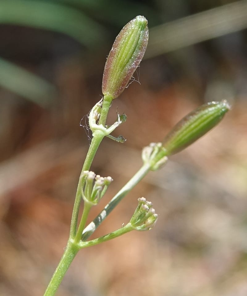Lomatium idahoense, C. Davidson 13706--ID. Idaho Co. Road to Smith Knob L.O. 11 July 2017. DSC03081 (185).JPG