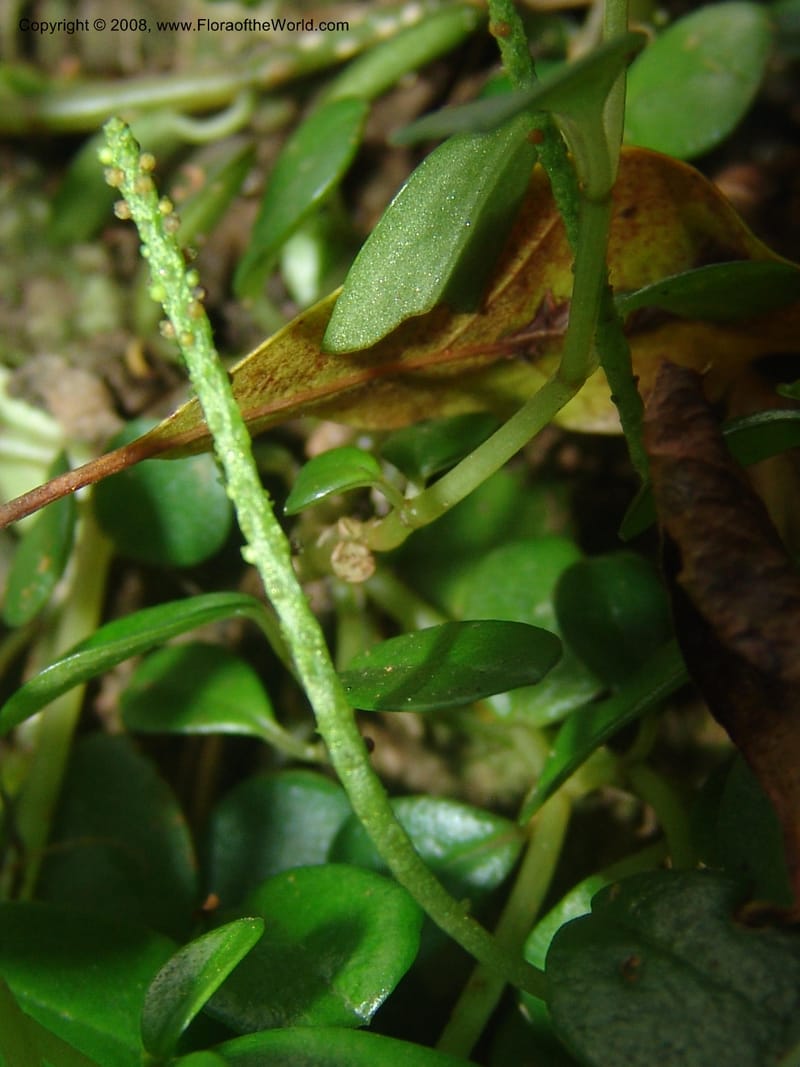 Peperomia retusa--So.Africa. Mpumal. Buffelskloof Private Nat. Res. 17 Mch 05. 224.jpg