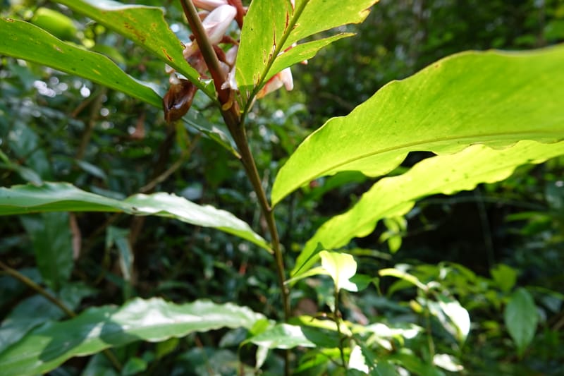 Alpinia blepharocalyx, D. Boufford 44112--China. Yunnan. Lao jun Shan. 30 Apr 2018. DSC00424 (210).JPG