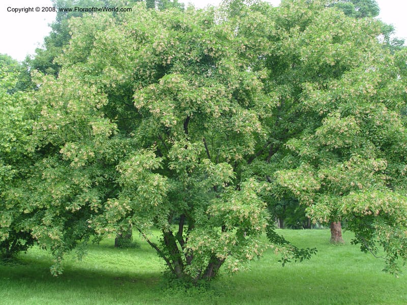 Acer ginnala v. aidzuense, 1852-77-A--MA. Arnold Arboretum.    30 Jun 03. 006.jpg