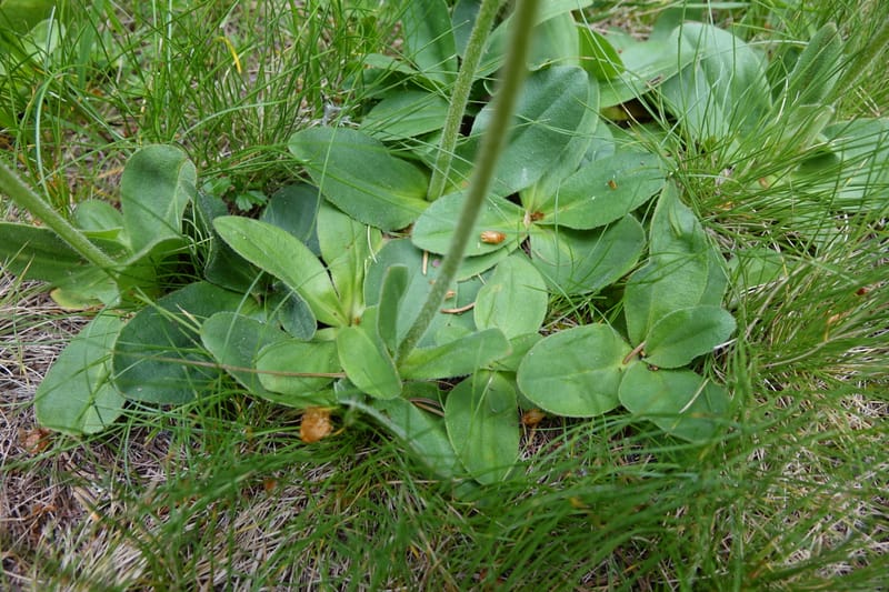 Arnica montana, Callmander, M 1293--Switzerland. Oberwald. Chapel St. Nikolas. 2 Jul 2016. DSC07728 (571).JPG