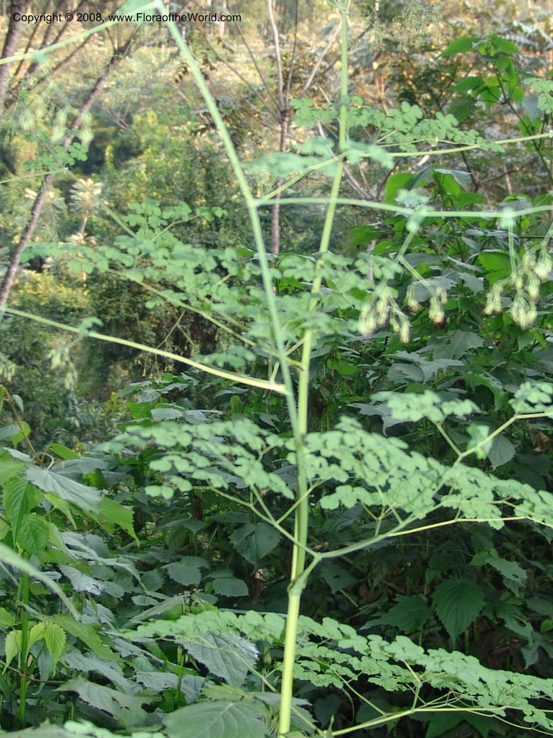 Thalictrum rhynchocarpum--Kenya. Brooks Bond Tea Estate, Kericho. 8 Jul 04. 131.jpg