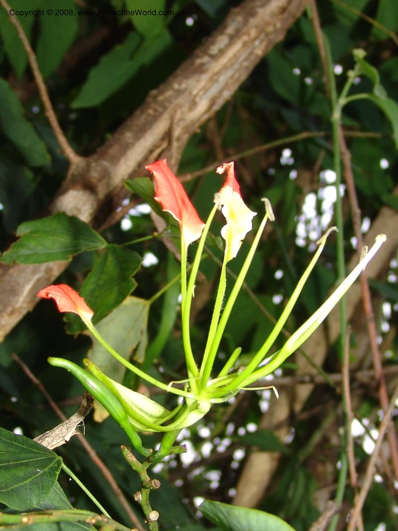 Bauhinia--Madag. Prov. Tuliar. Parc Nat. Zombitse.  13 Jan 06. 402.jpg