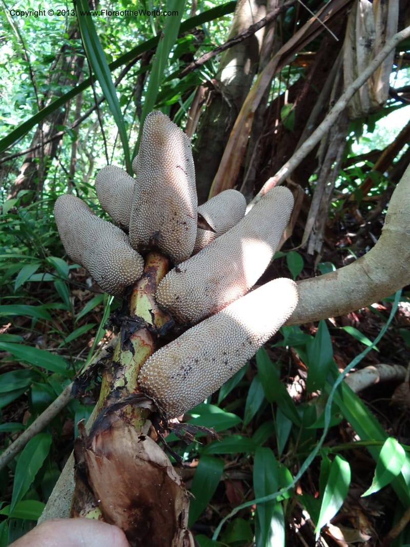 Pandanus epiphyticus, Callmander 1014--Malaysia, Sarawak. Bako Nat. Park. Paku Trail. DSC06071 (77).JPG