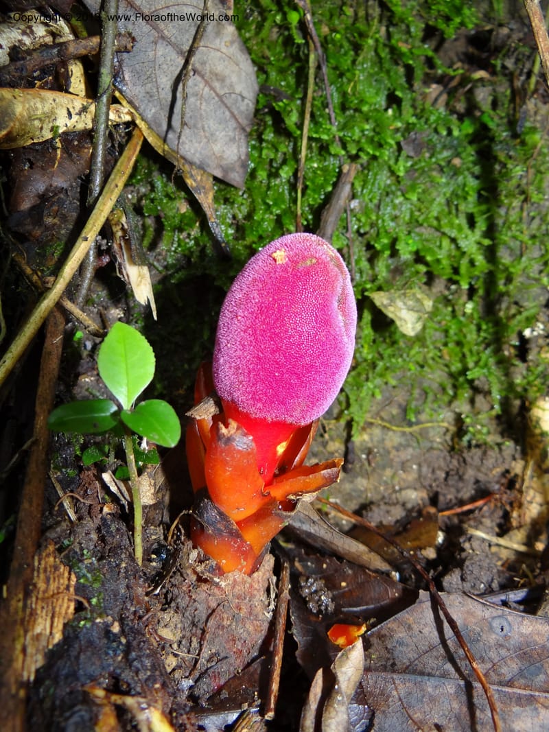 Balanophora papuana, SAN.153221--Malaysia, Sabah. Mt. Kinabalu. 5 Apr 2012. DSC06767 (7).JPG