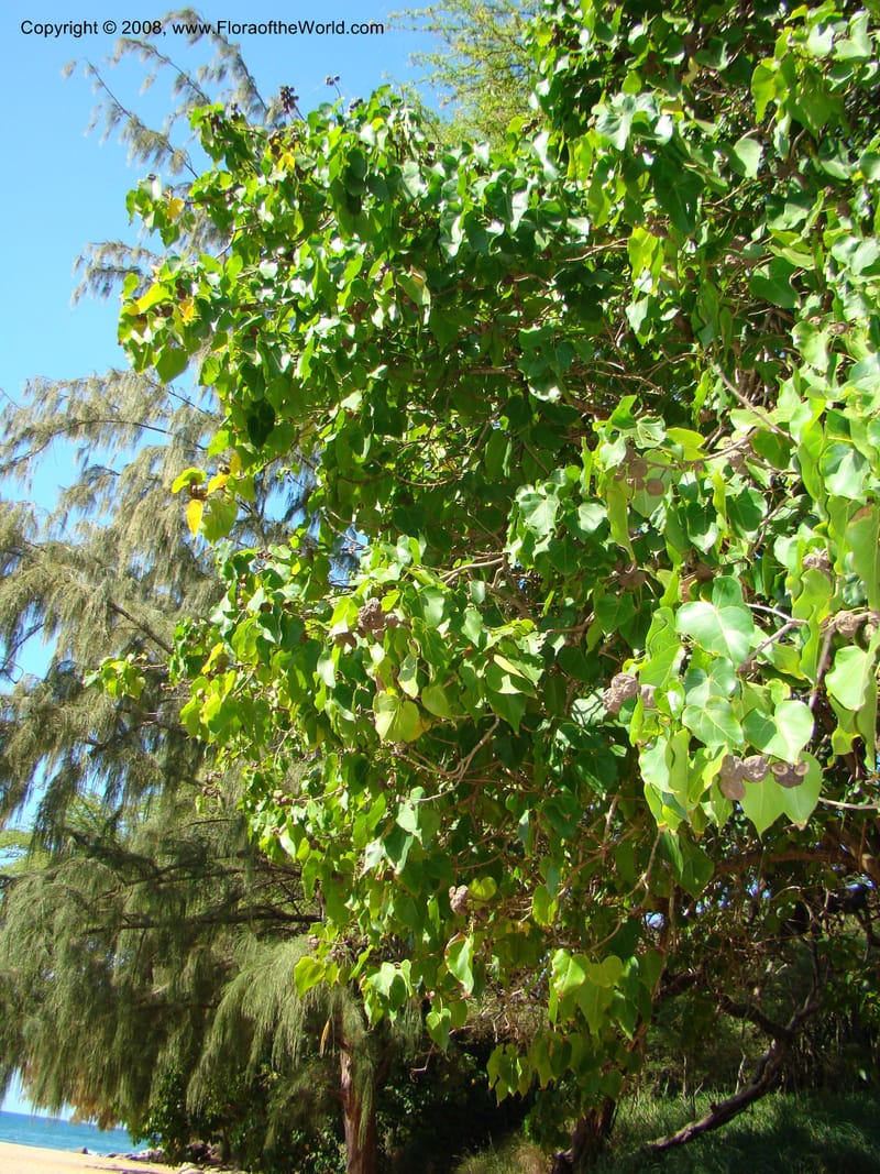 Thespesia populnea--Hawaii. W Maui. DT Fleming St Beach Park. 26 Mch 08. 002.jpg