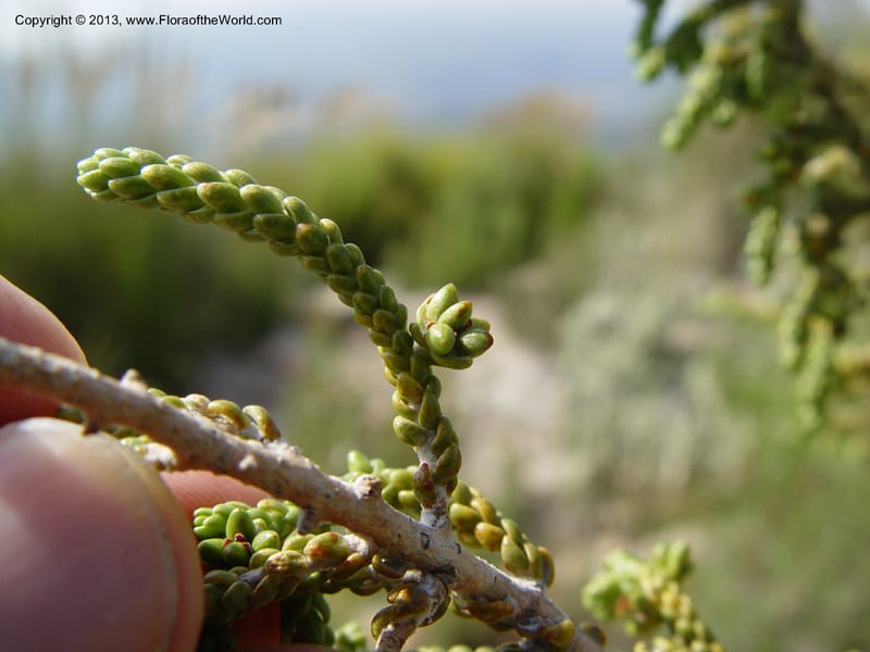 Thymelaea hirsuta--Spain. Andalucia. On C333, ca. 5 km E of Orgiva. 14 Ap (141).jpg