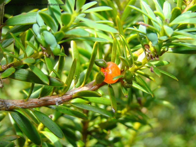 Podocarpus totora--New Zealand. Waikato Distr. Waingaro Forest Res. 28 Nov 07. 111 (3).jpg