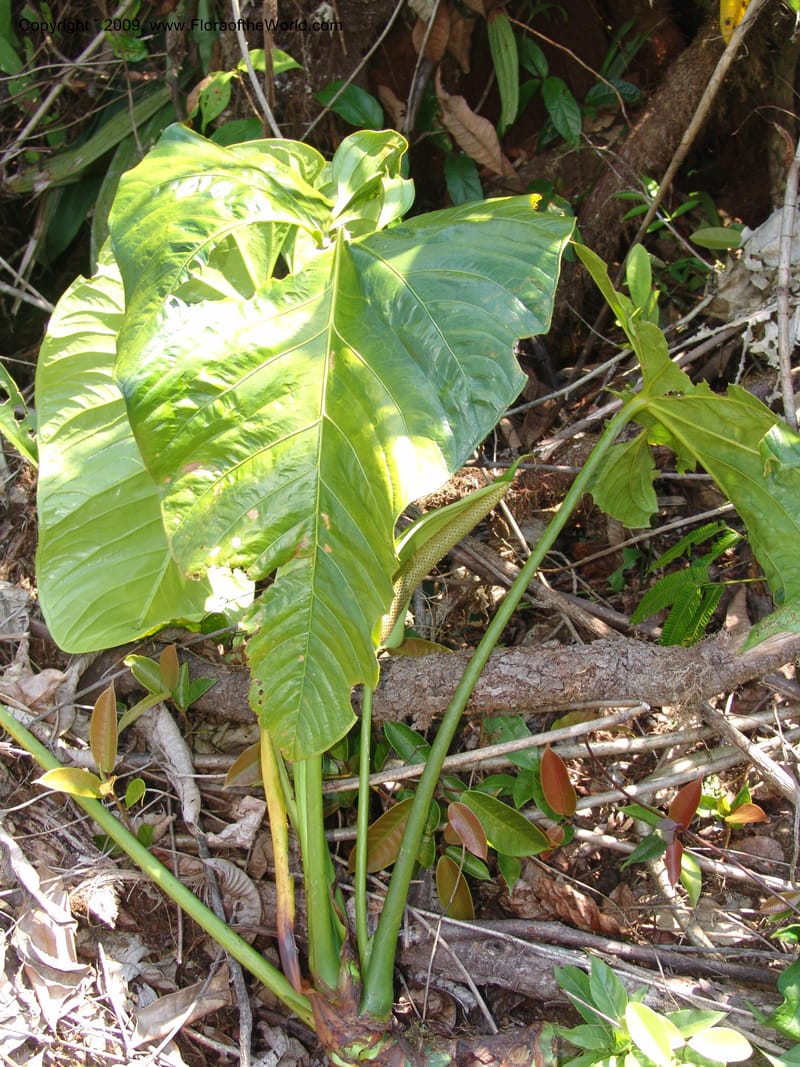 Anthurium, Croat98838--Ecuador. Prv. Zamora Ch. C. del Condor. Silica mine, Las Orq.18 Sep 07. 376.jpg