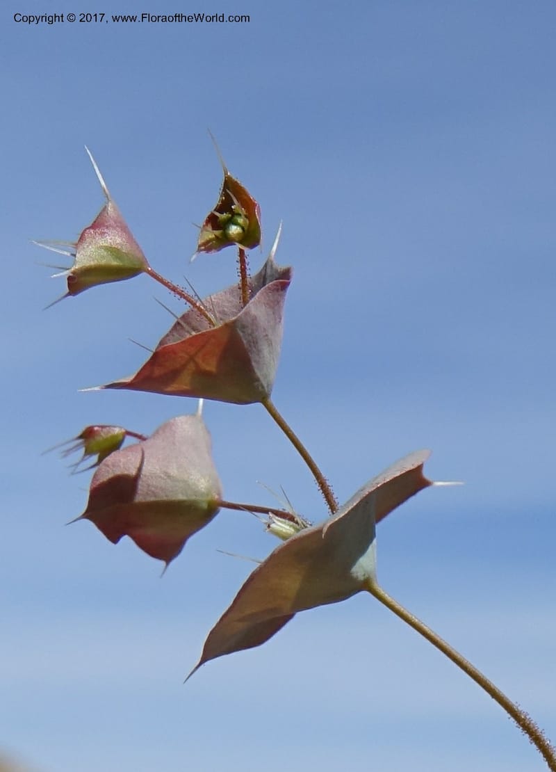 Oxytheca perfoliata, Davidson, C 13128--California. Inyo Co. Mahogany-Wild Rose Rd. 19 Apr 2016.  (136).JPG