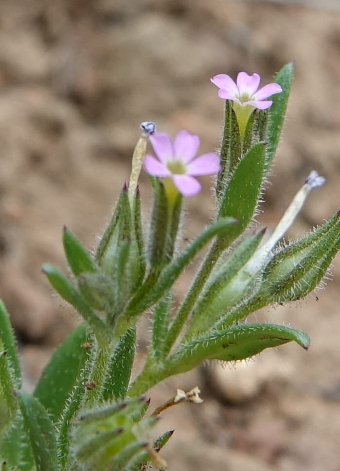 Microsteris gracilis var. humilior, C. Davidson 13566--ID. Blaine Co. Rock Creek Preserve. TNC. 14 May 2017. DSC00477 (114).JPG