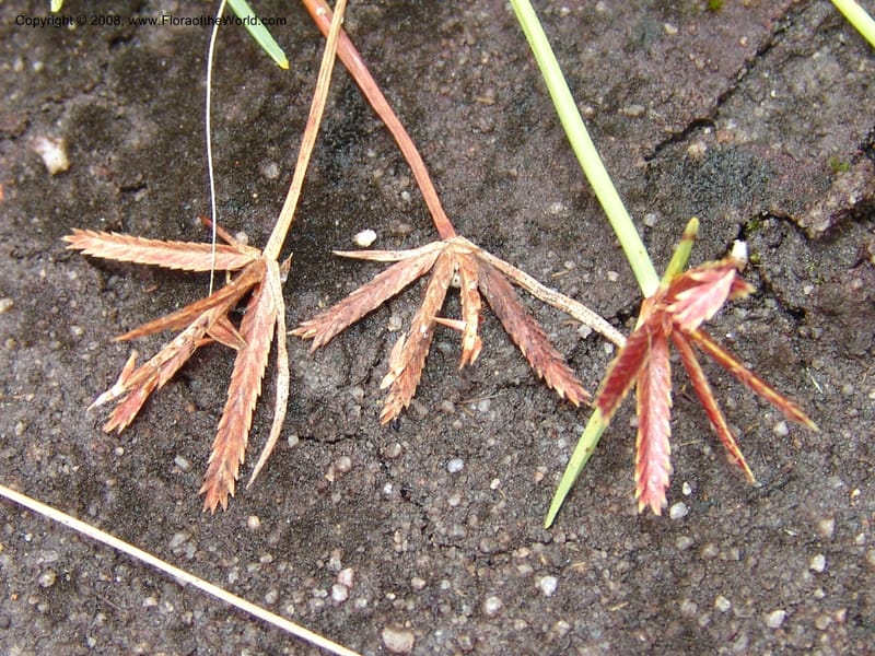 Cyperus rupestris--So.Africa. E. Cape. Umtamvuna Nat. Res. 11 Mch 05. 367.jpg