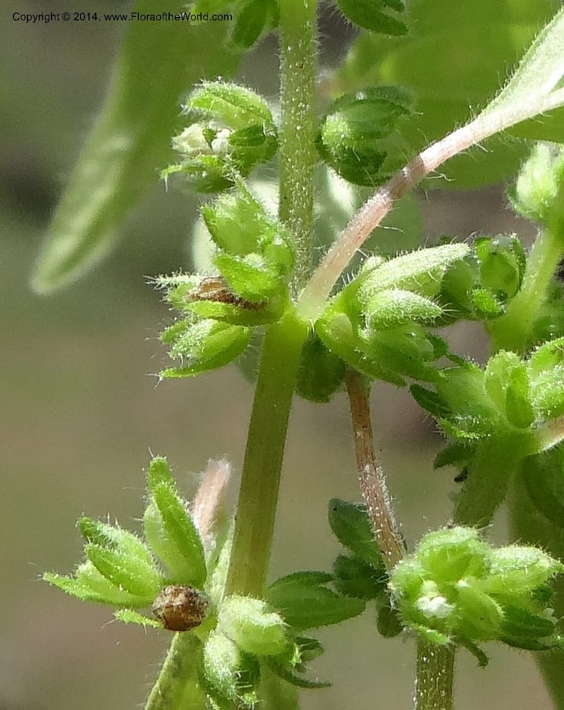 Parietaria pensylvanica, Davidson, C 12143--Oregon. Wallowa Co. Imnaha River. 7 May 2013. DSC03887 (270).JPG
