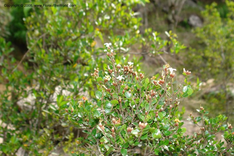 Leptolaena multiflora, not coll.--Madag. Prov. Antan. Col tapias forest S of Antsirabe. 9 Jan 06. 011.jpg