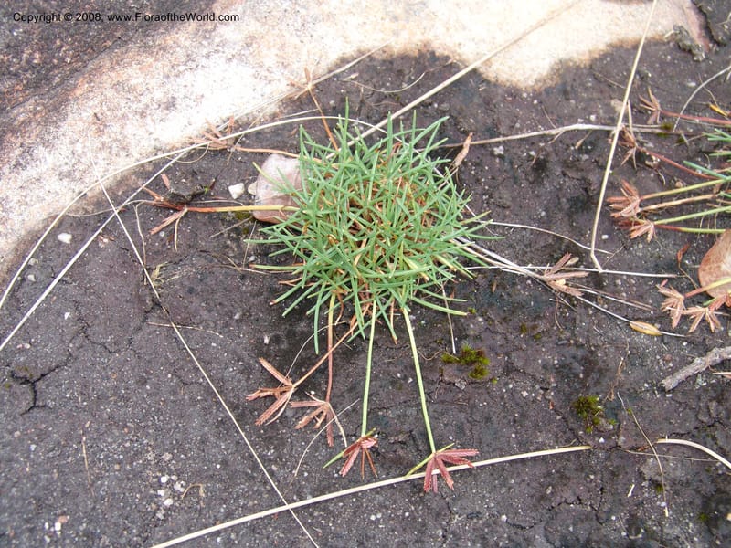 Cyperus rupestris--So.Africa. E. Cape. Umtamvuna Nat. Res. 11 Mch 05. 363.jpg