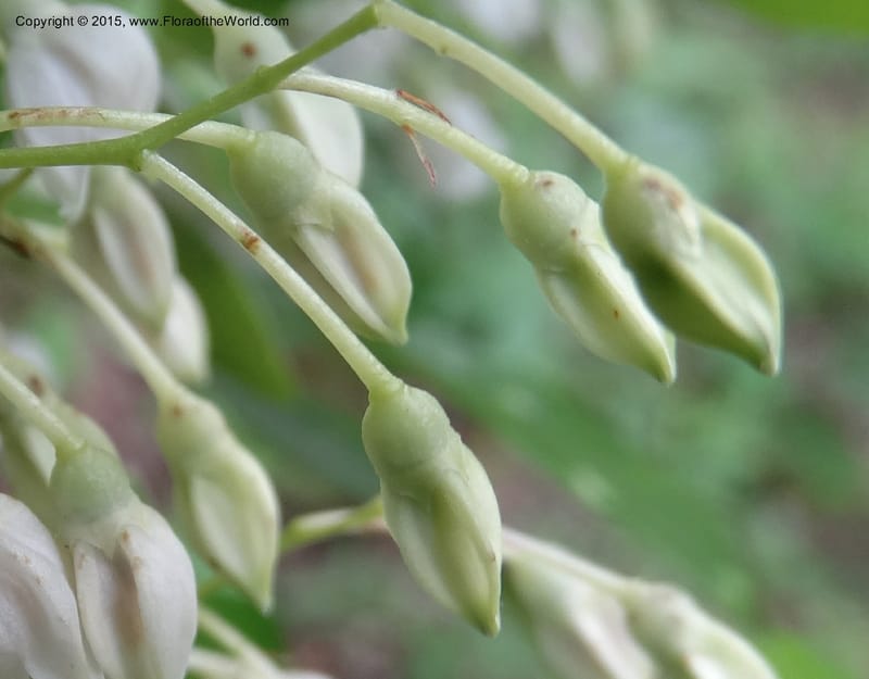 Vaccinium arboreum, Davidson, C 13042--South Carolina. Oconee Co. Tugaloo R. 19 May 2015.  (96).JPG