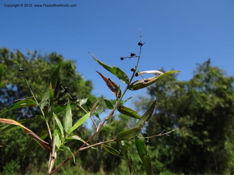 Lasiacis, M. Martinez-Melendez 405--Mexico. Chiapas. 50 km S of Palenque. 16 Feb 2012. DSC02376 (14).JPG