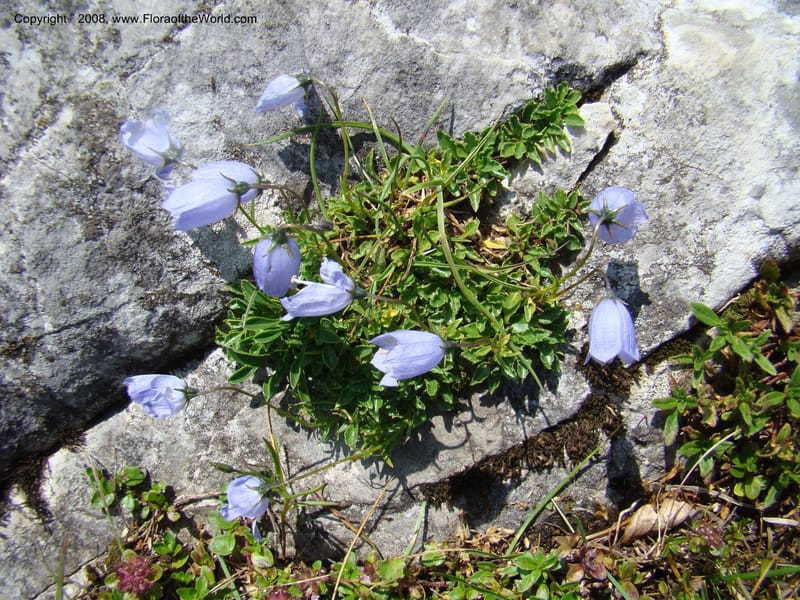 Campanula, CDavidson11252--Slovenia. Gorenska Reg. Velika Planina. 6 Jul 08. 114.jpg