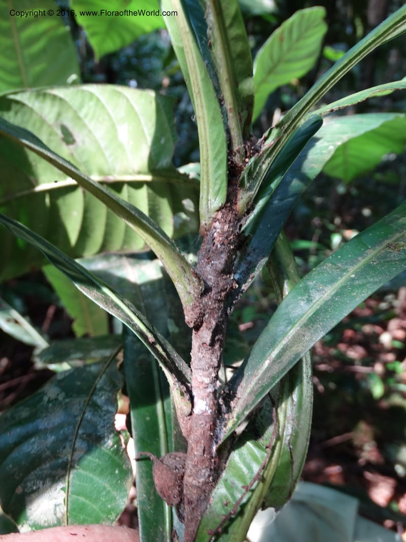 Agrostistachys longifolia, Davidson, C 12889--Sabah. Sapa Paya For. Res. 23 Mar 2015. DSC00001 (160).JPG