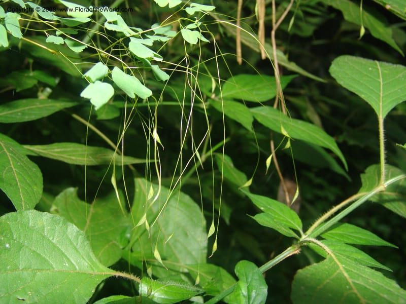 Thalictrum rhynchocarpum--So.Africa. Mpumal. Moodie Mts.  18 Mch 05. 009.jpg