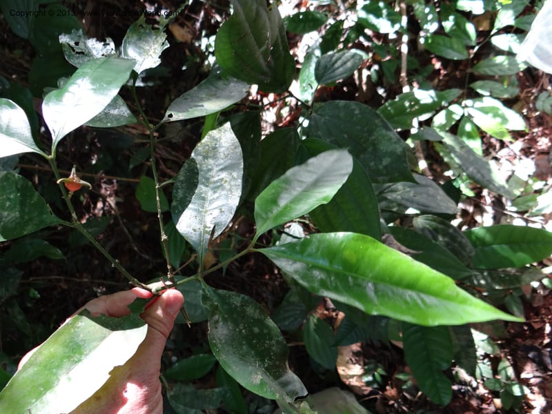 Buxus, VC 5617--Thailand. Surat Thani Prov. Khlong Phanom Nat. Park. 15 Nov 2012. (225).JPG