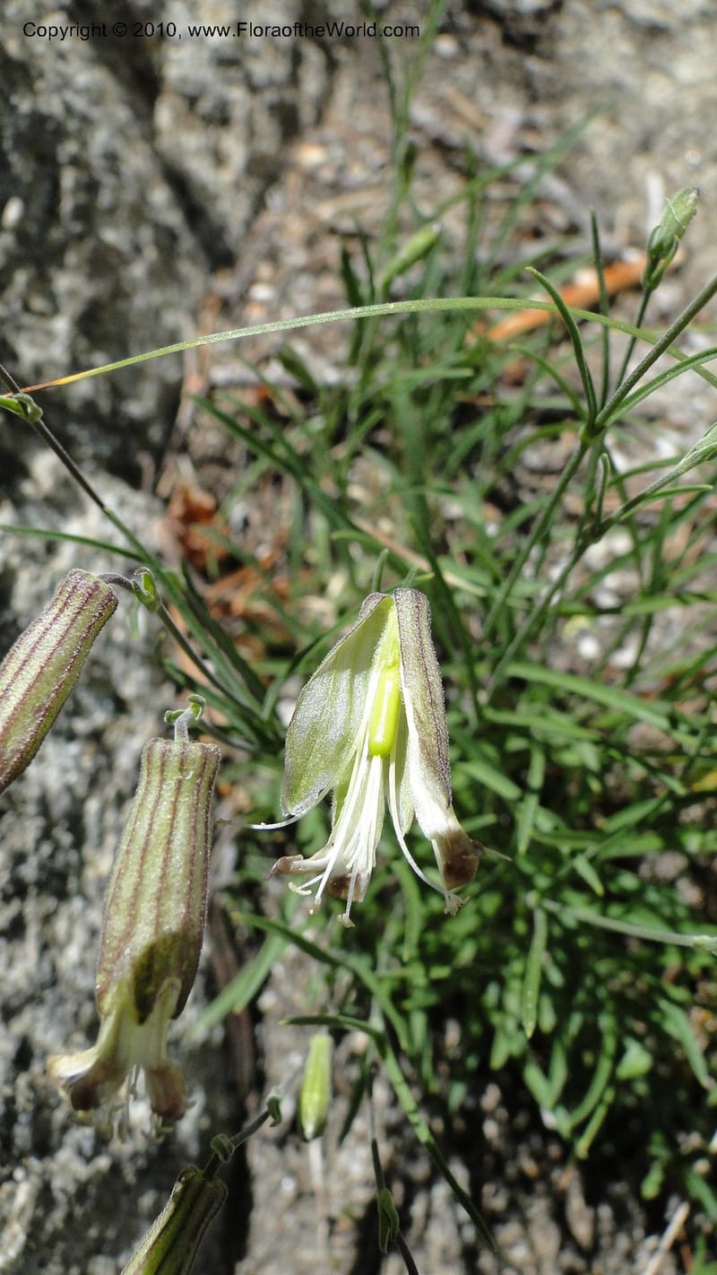 Silene repens, C. Davidson 11766--ID. Idaho Co. Josephine Lk Rd . 27 July 2010. 001 (59).jpg