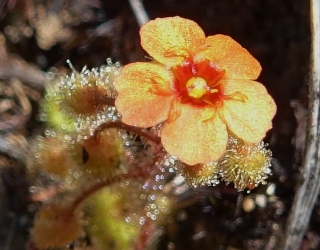 Drosera glanduligera, Davidson, C 13468--Australia. W.A. Sullivan's Rock. 28 Oct 2016. DSC05796 (130).JPG