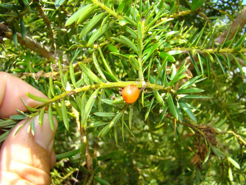 Podocarpus totora--New Zealand. Waikato Distr. Waingaro Forest Res. 28 Nov 07. 111 (6).jpg