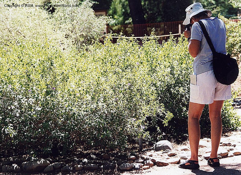 Ruellia peninsularis--AZ. Tucson Bot. Garden. 11 Sep 01. 005.jpg