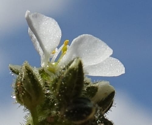 Limeum myosotis, L. Nanyeni 1158--Namibia. B1 to Rehoboth, Frankie Fredricks St. 15 Mar 2018. DSC00565 (450).JPG