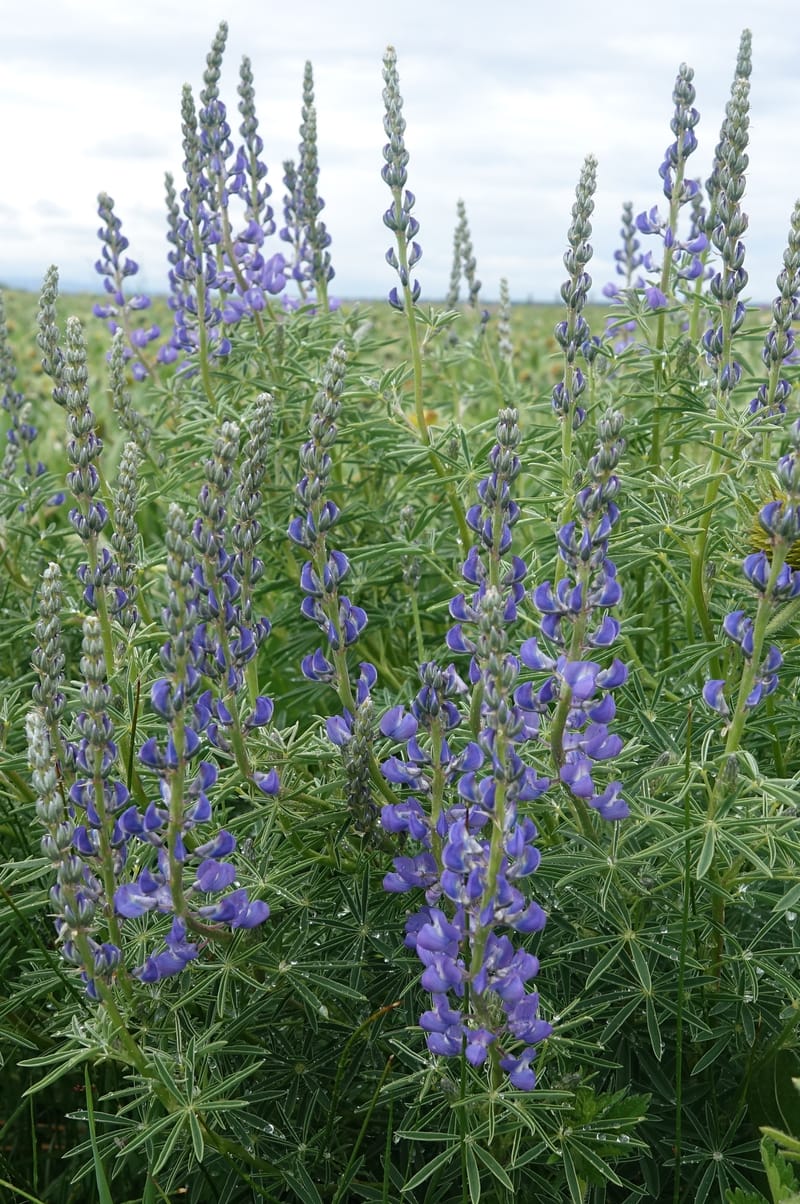 Lupinus argenteus, C. Davidson 13628--ID. Fremont Co. Flat Ranch Preserve (TNC). 16 Jun 2017. DSC01715 (69).JPG