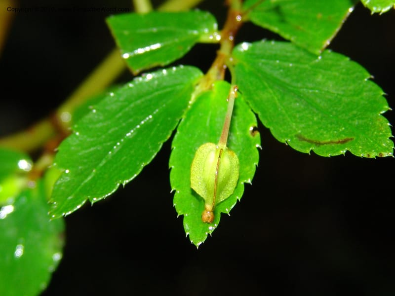 Begonia foliosa, Croat 95770--Ecuador. Maquipucuna Biol. Res. Send. al Humedal. 14 Mar 06. 197 (6).jpg