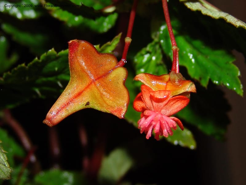 Begonia, Croat94737--Ecuador. Prov. Carchi. Rd Tulcan to El Chical. 16 Feb 05.  239.jpg