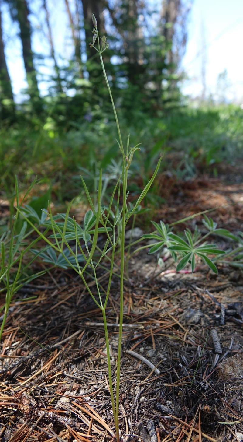Lomatium idahoense, C. Davidson 13706--ID. Idaho Co. Road to Smith Knob L.O. 11 July 2017. DSC03081 (189).JPG