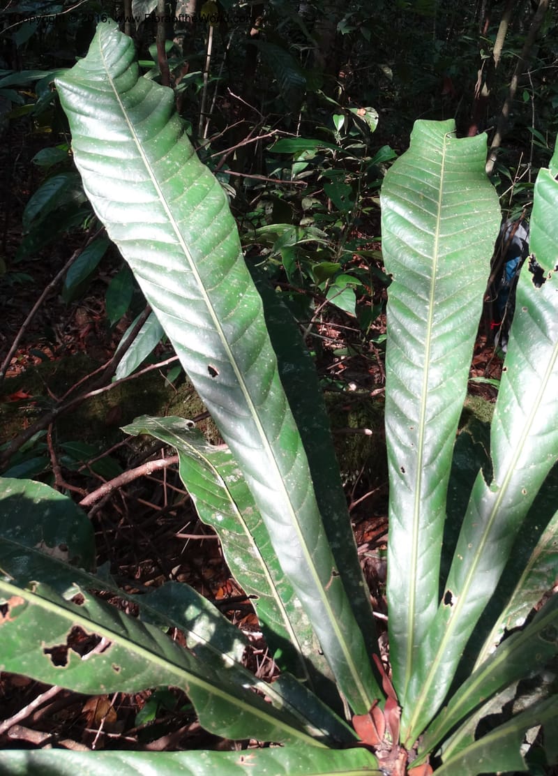 Agrostistachys longifolia, Davidson, C 12889--Sabah. Sapa Paya For. Res. 23 Mar 2015. DSC00001 (158).JPG