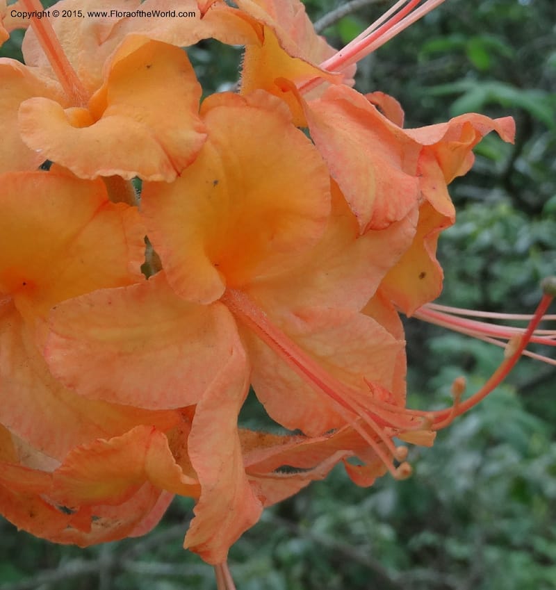 Rhododendron calendulaceum, Davidson, C 12949--North Carolina. Trans. Co. Yellow Gap Rd. Pink Beds. 11 May 2015. DSC03958 (5).JPG