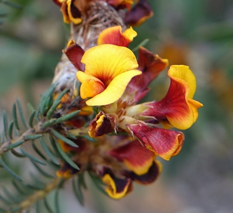 Pultenaea verruculosa, Davidson, C 13524--Australia. W. A. Trail to Mt. Hassell. 30 Oct 2016. DSC07078 (85).JPG