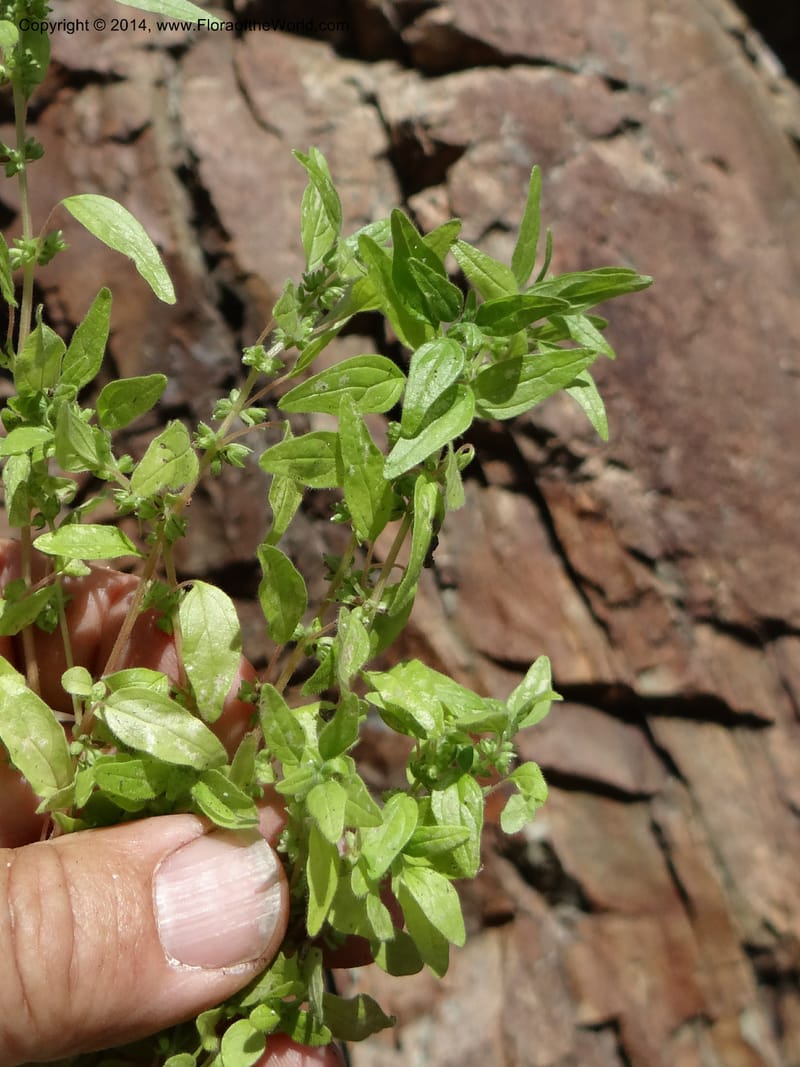Parietaria pensylvanica, Davidson, C 12143--Oregon. Wallowa Co. Imnaha River. 7 May 2013. DSC03887 (266).JPG