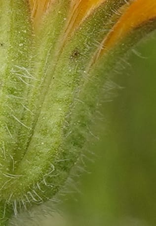 Arnica sororia, C. Davidson 13758--Oregon. Wallowa Co. Zumwalt.Trail Cr. Rd. 4 Jun 2018. DSC04078 (283).JPG