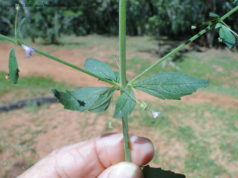 Hyptis elegans, Stevens, W.D. 31077, Cerro Cora, 15 Mar 2011 1485 (7).JPG