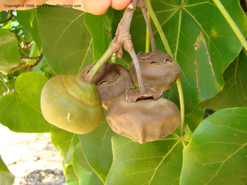 Thespesia populnea--Hawaii. W Maui. DT Fleming St Beach Park. 26 Mch 08. 011.jpg