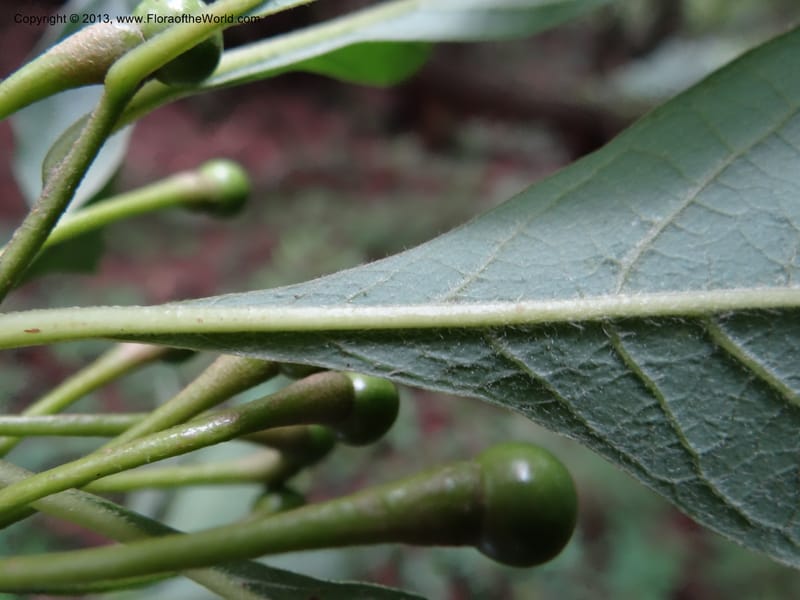Lindera chienii, Davidson, C 11955--China. Zhejiang Priv. Tian Mu Shan. 31 May 2012. DSC00927 (160).JPG
