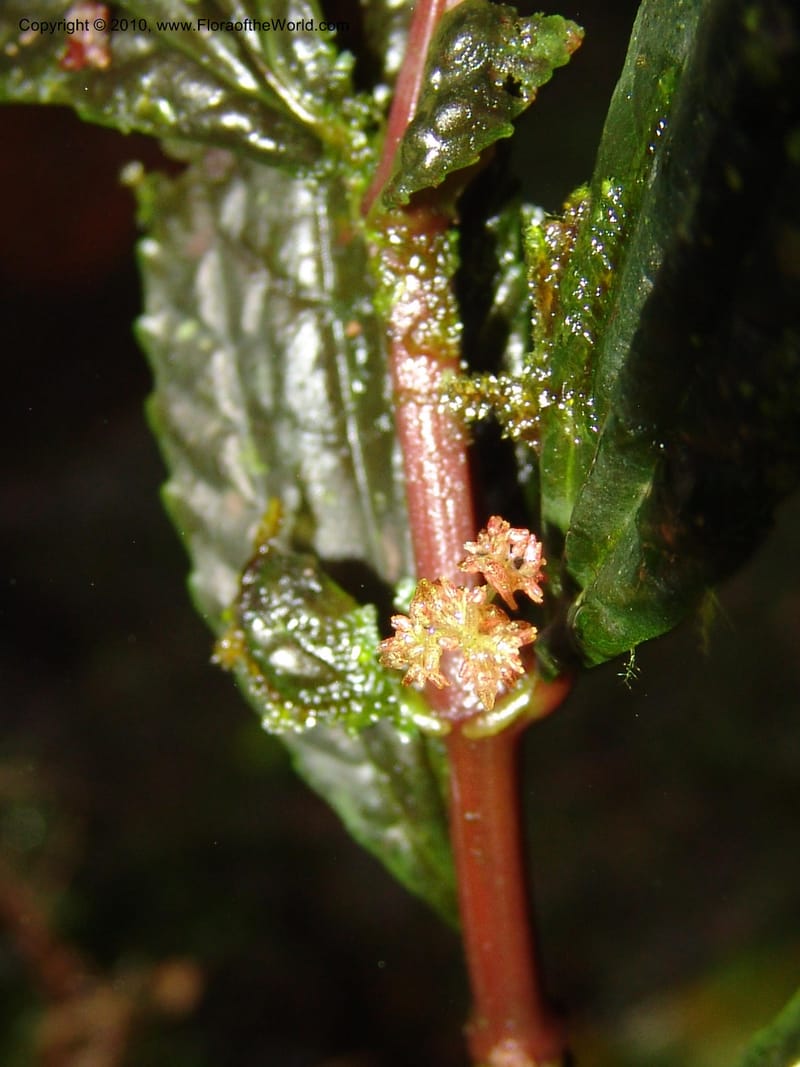 Pilea centradenioides, Croat 96284--Ecuador. Prov. Pichincha. La Union-Chiriboga-Quito. 22 Mar 06. 082 (3).jpg