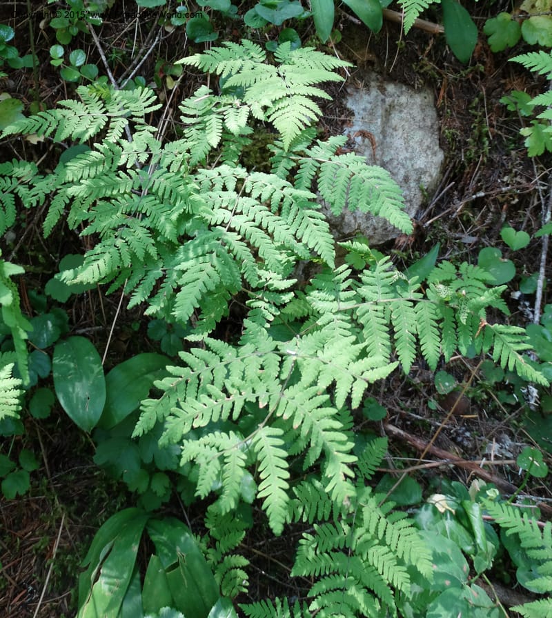 Gymnocarpium dryopteris, Davidson, C 12848--ID. Shoshone Co. St. Hwy 4. E of Burke. 2 Jul 2015. DSC07383 (43).JPG