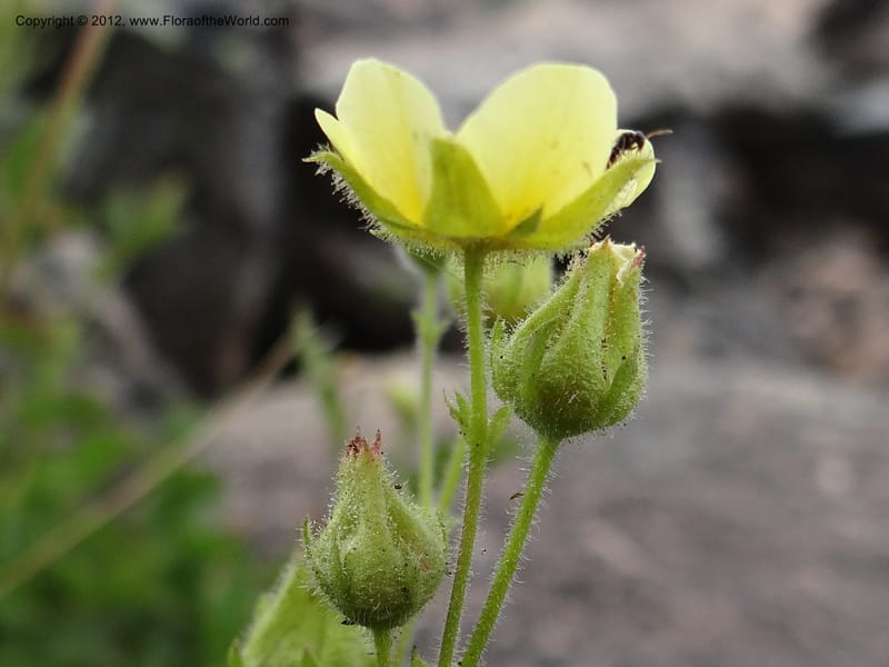 Drymocallis pseudorupestris, Davidson, C 12083--ID. Valley Co. Elk Summit. 7 Aug 2012. DSC04187 (100).JPG