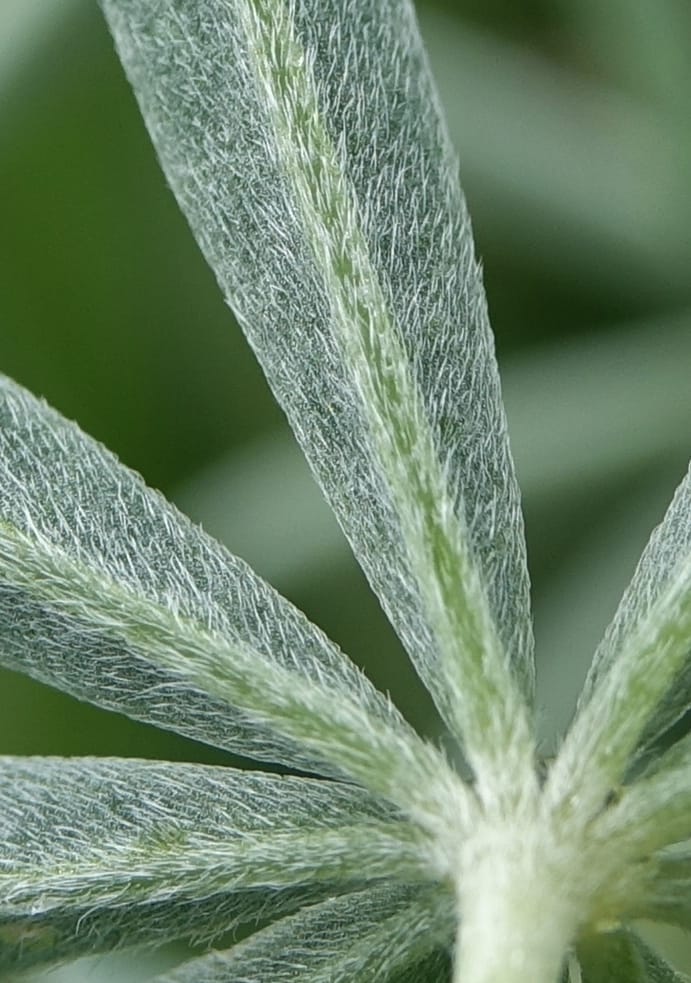 Lupinus argenteus, C. Davidson 13628--ID. Fremont Co. Flat Ranch Preserve (TNC). 16 Jun 2017. DSC01715 (86).JPG